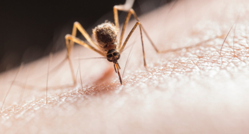 Perché le zanzare adorano punzecchiare alcune persone e ne ignorano altre?